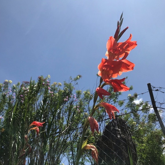 Meet your Posher - Picture 2 of 2